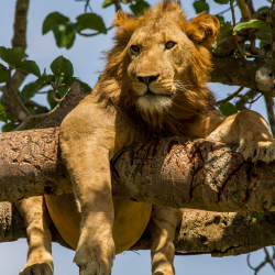 5 Days Murchison falls National Park, tree climbing lions