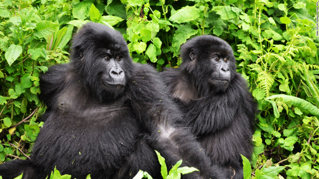 3 days Gorilla tracking Safari