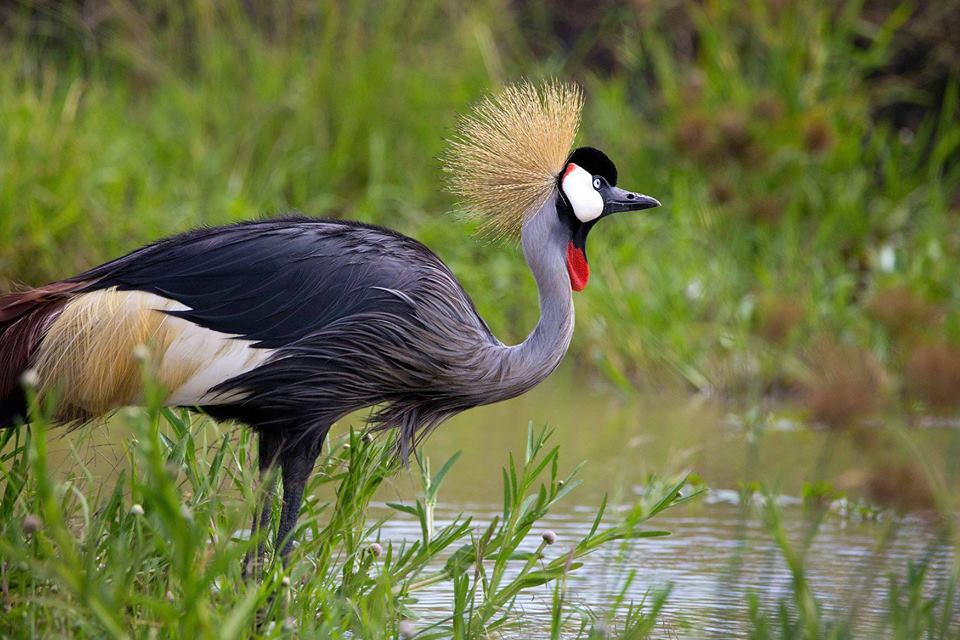 7 Days Birding Uganda, Best destination for Bird lovers with over 400 bird species